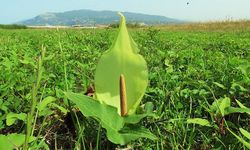 Arum milleyhanum nedir? Nerede yetişir?