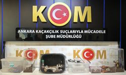 Yasadışı hayvan ticaretine operasyon: 12 gözaltı!