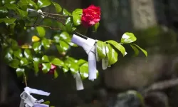 Hıdırellez’de gül ağacına neden dilek asılır?
