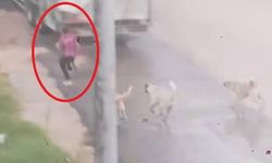 İnegöl'de sokak köpekler çocuğa saldırdı!