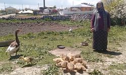 Kars’ta kaz altınla yarışıyor!