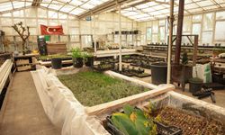 Samsun'da aromatik bitki üretimi başladı!