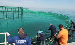 Trabzon’da 21 tesisin somon stokları incelendi