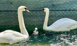 Kuğulu Park'ın yeni yavrusuna Başkentliler ad verdi: "Parla"