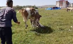 Saraykent’te kurbanlık hayvan kaçarak paniğe neden oldu!