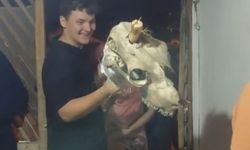 Bolu’da asırlık deve geleneği bayramda yaşatıldı