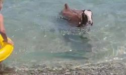 Antalya’da Konyaaltı Sahili’nde oğlak sürprizi!