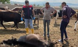 Kırıkkale’de yıldırım çarpması sonrası 6 büyükbaş hayvan telef oldu