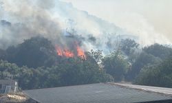 Bodrum'da makilik alanda yangın paniği