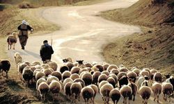 Yabancı çoban ve bakıcılar için çalışma izni başvuruları başladı!