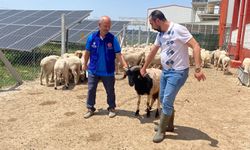 Cumhurbaşkanı Erdoğan’ın vekalet verdiği kurbanlar Konya’da kesildi