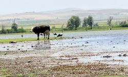 Diyarbakır’da uzun yıllar sonra flamingo sürprizi!