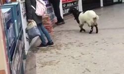 Edirne Otogarı’nda keçi bankoya çıktı, çekmecedeki paraları alıp kaçtı!