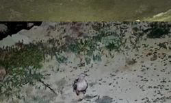 Gazipaşa’da güvenlik kamerasına yansıyan doğa harikası