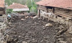 Ağıla giren kurtlar 11 koyunu telef etti!