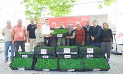 Mersin’de çiftçilere domates fidesi desteği: 105 bin fide dağıtıldı!