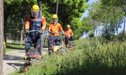Çankaya parklarında çimler biçiliyor