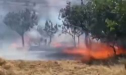 Siirt Şirvan'da yangın: 100’e yakın fıstık ağacı zarar gördü!
