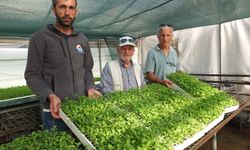 Burhaniye’den Marmara Adası’na stevia tarımı başlıyor!