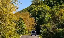 Tekirdağ'da ormanlar, yangınlara karşı koruma altına alındı!
