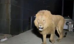 Antalya'da uyuyan adama aslan saldırdı!