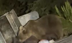 Aç kalan ayılar çöpte yiyecek aradı