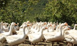 Ordu'da alım garantili kaz üretimi artıyor!