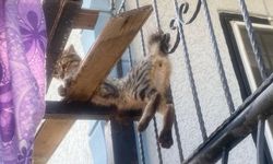Balkon korkuluklarına sıkışan kedinin imdadına itfaiye yetişti!