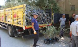 Antalya’da 40 bin zeytin fidanı toprakla buluşuyor!