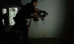 Lavabo borusuna sıkışan kediyi itfaiye kurtardı!