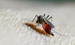 Chikungunya salgını nedir? Nelere dikkat edilmeli?