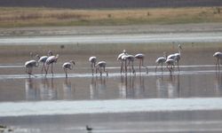Gölbaşı’ndaki Sulak Alanda Flamingolar Görüldü