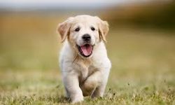 Yavru köpek su kanalına düştü, kurtarıldı