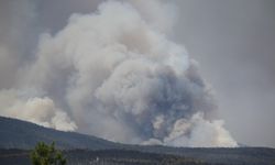 Karabük'te alevler söndü,  geriye yürek yakan manzara kaldı