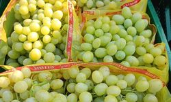 Manisa Sarıgöl'de erkenci üzüm sezonu başladı!