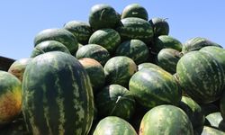 Yaylak karpuzunda hasat başladı!
