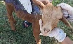 Yangından kurtarılan keçi HAYTAP tarafından tedavi edildi