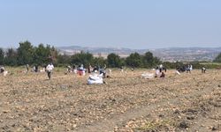 Çiftçi, patates hasadını bedava dağıttı
