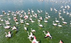 Gölde görüntülenen flamingolar göz büyülüyor!