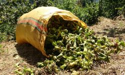 Karadeniz'in yeşil altınında hasat başladı!