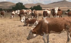 Kars’ta şap hastalığı geçti, hayvanlar meralara döndü