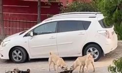 Sokak köpekleri kediyi parçaladı!
