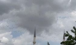 Güneye göç eden yüzlerce leylek İstanbul semalarını süsledi!