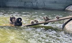 Ankara Kuğulu Park'ta 5 yeni kuğu yavrusu!