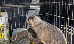 Psikolojisi bozulan porsuk, uzmanlar tarafından tedavi edildi