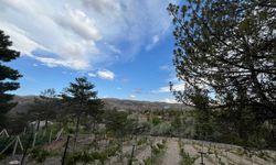 Türkiye’nin İkinci Büyük Şaraphanesi Kalecik’te