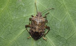 Kahverengi kokarca böceği Marmara’da alarm veriyor