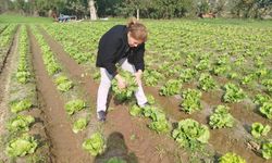 Söke’de marul tarlalarına gıda güvenliği denetimi