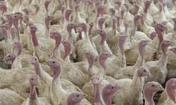 Bolu’da kuş gribi alarmı: Yetiştiricilere uyarı