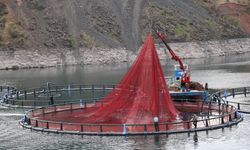 Atatürk Barajı’nda 500 tonluk somon tesisi: İhracat başlıyor